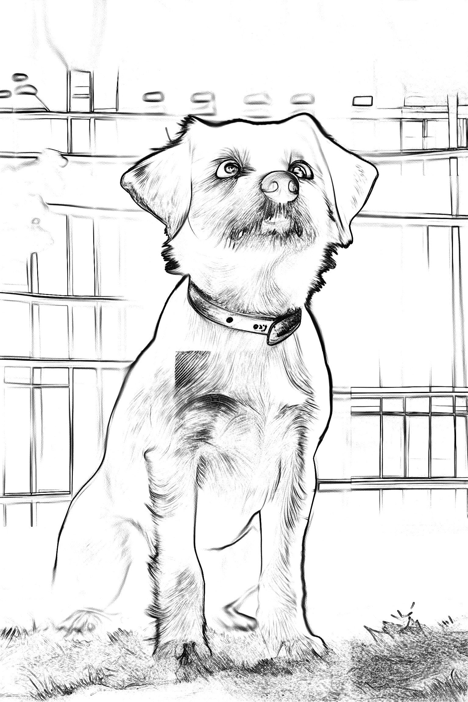 Hundeportraits Vol. 3 - White Dog Edition. 30 Wundervolle Hundeportraits. – Bild 10