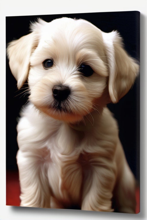 Hundeportraits Vol. 3 - White Dog Edition. 30 Wundervolle Hundeportraits. – Bild 4