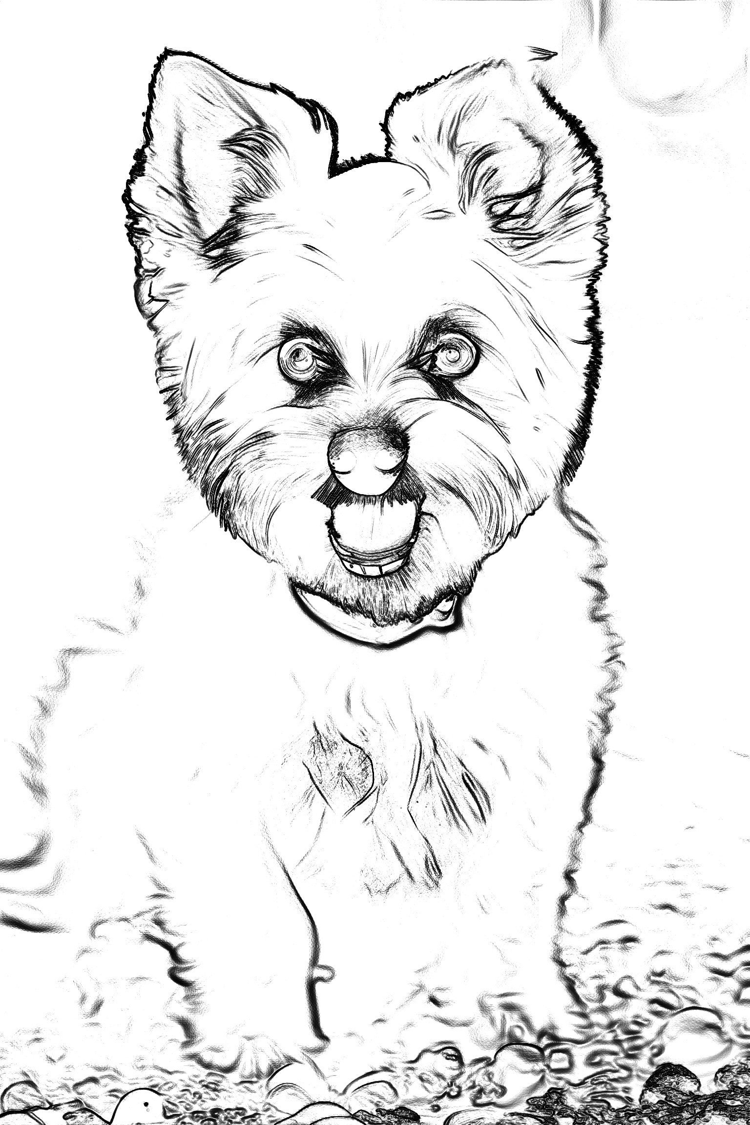 Hundeportraits Vol. 3 - White Dog Edition. 30 Wundervolle Hundeportraits. – Bild 8